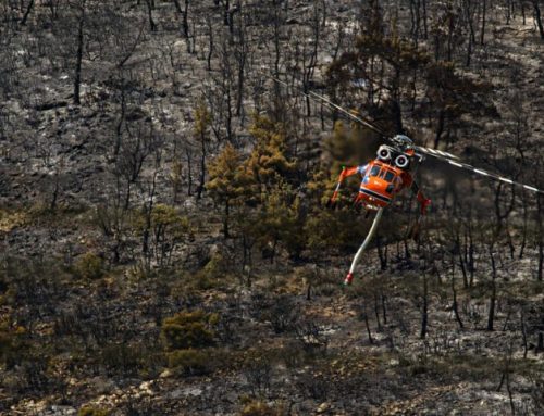 Το ΠΡΑΣΙΝΟ ΚΙΝΗΜΑ για την επόμενη μέρα της πυρκαγιάς στο Εθνικό Πάρκο Δαδιάς