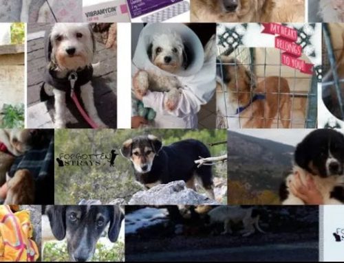 ΠΡΑΣΙΝΟ ΚΙΝΗΜΑ: Στήριξη της Δράσης «Ημέρα Υιοθεσίας Σκύλου – Γάτας και Μπαζάρ» στη Μεταμόρφωση